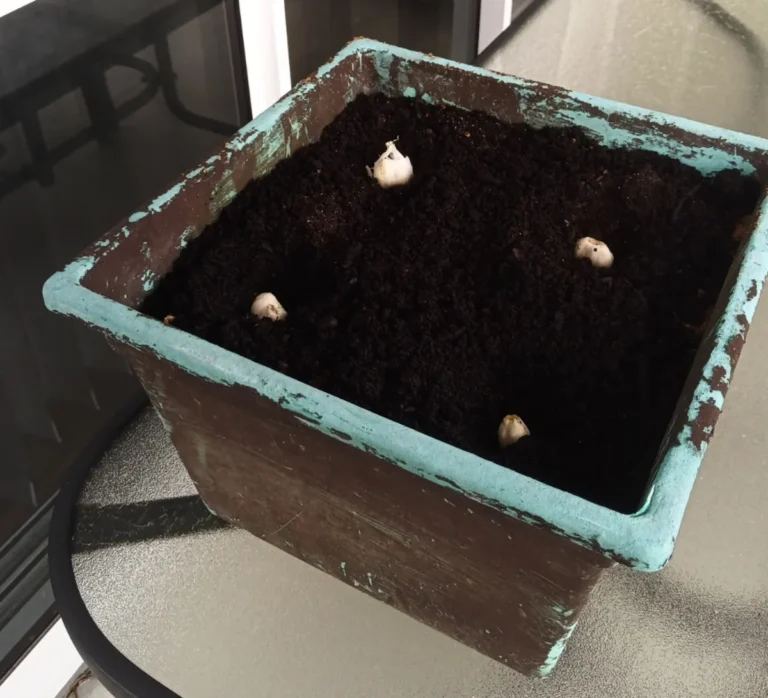 Four garlic cloves freshly planted pointy end up in a square pot of soil on a balcony
