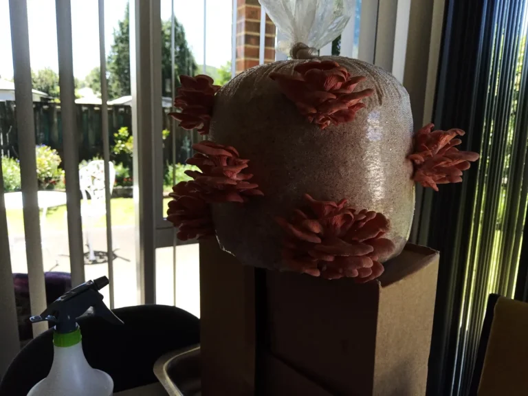 How to grow oyster mushrooms indoors: a pink oyster mushroom block fruiting from every side, sitting on a cardboard box by a sliding glass door