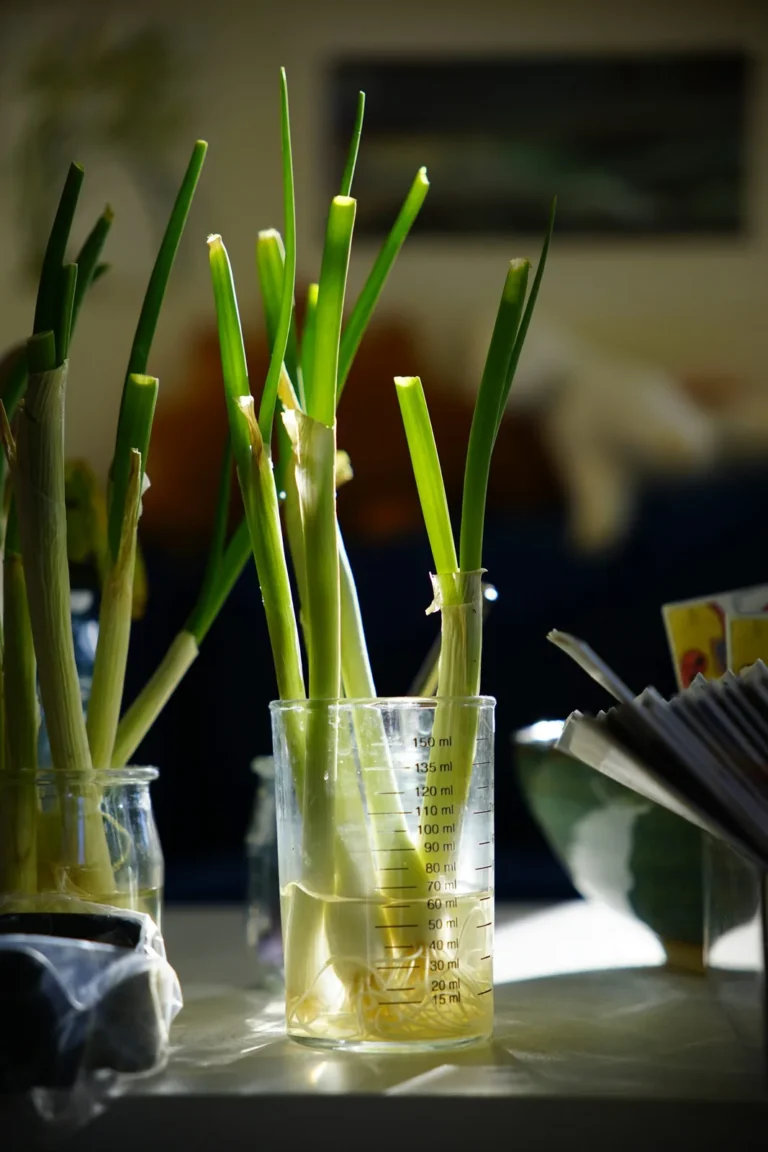 How to regrow green onions in water: green onions regrowing in a glass measuring cup, with fresh green shoots and roots visible