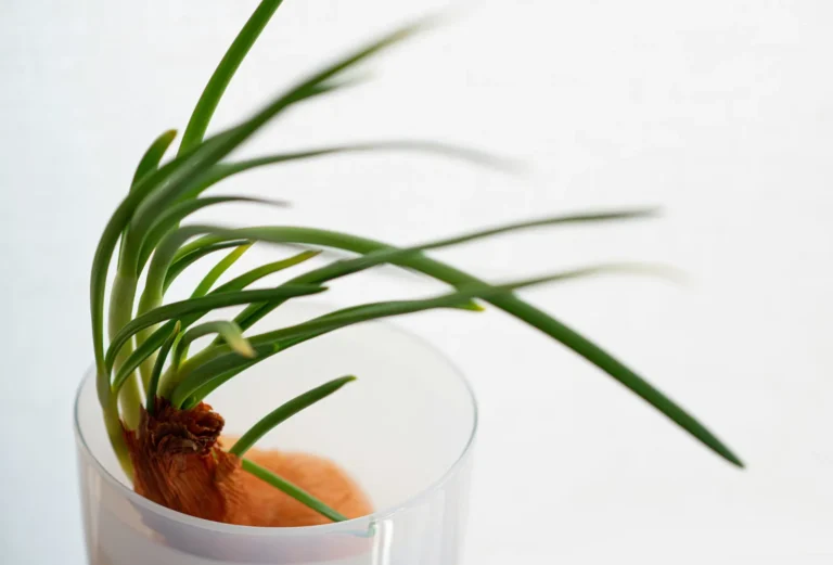 How to regrow green onions in water: a green onion with fresh green shoots rooting in a glass of water