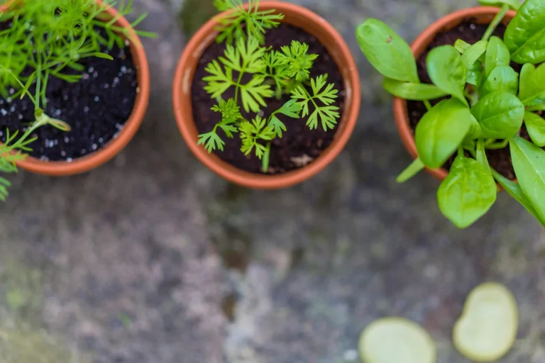What can you grow in a pot this size: three small terracotta pots, each holding a different seedling, feathery herb greens, young carrot-top-like leaves and spinach
