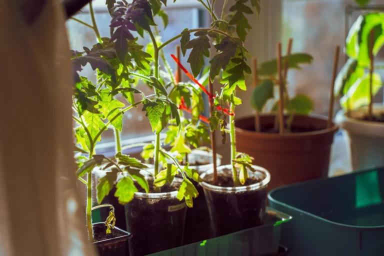 Indoor seed starting for beginners: young tomato seedlings growing in cups on a sunny windowsill