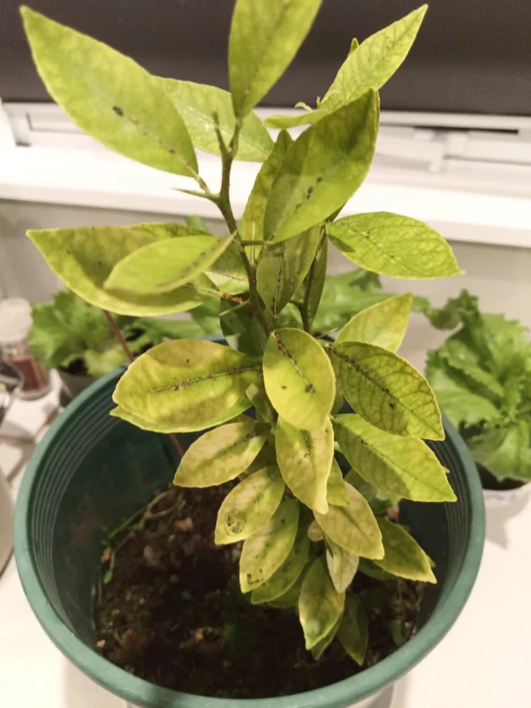 Overwatering signs: yellowing leaves on a potted lime tree in damp soil