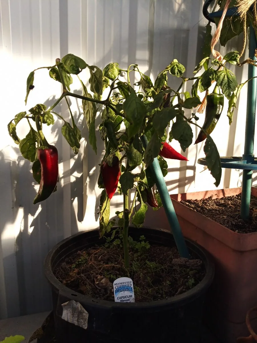 Growing peppers in containers: a Marconi capsicum plant with ripe red and green peppers in one large black pot on a balcony