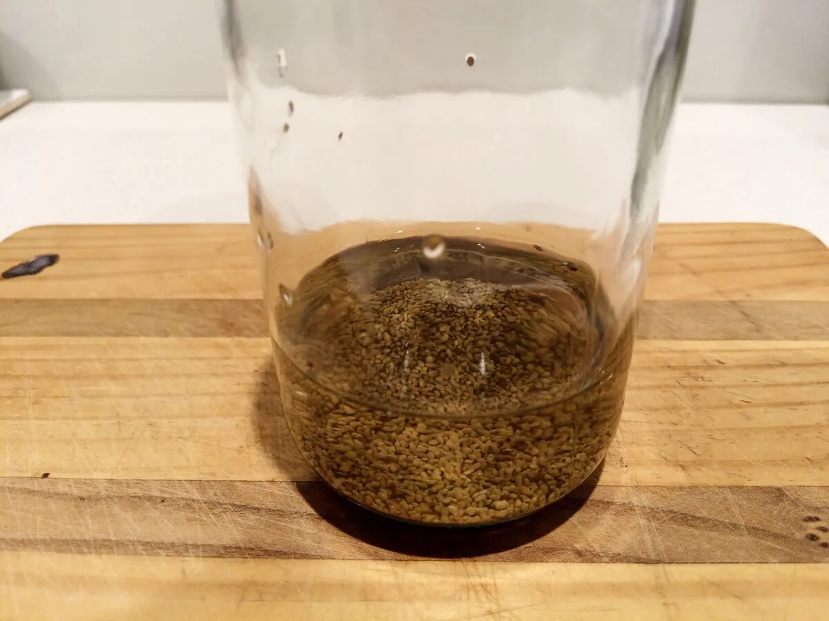 How to grow sprouts at home: alfalfa seeds soaking in a jar of water on day one