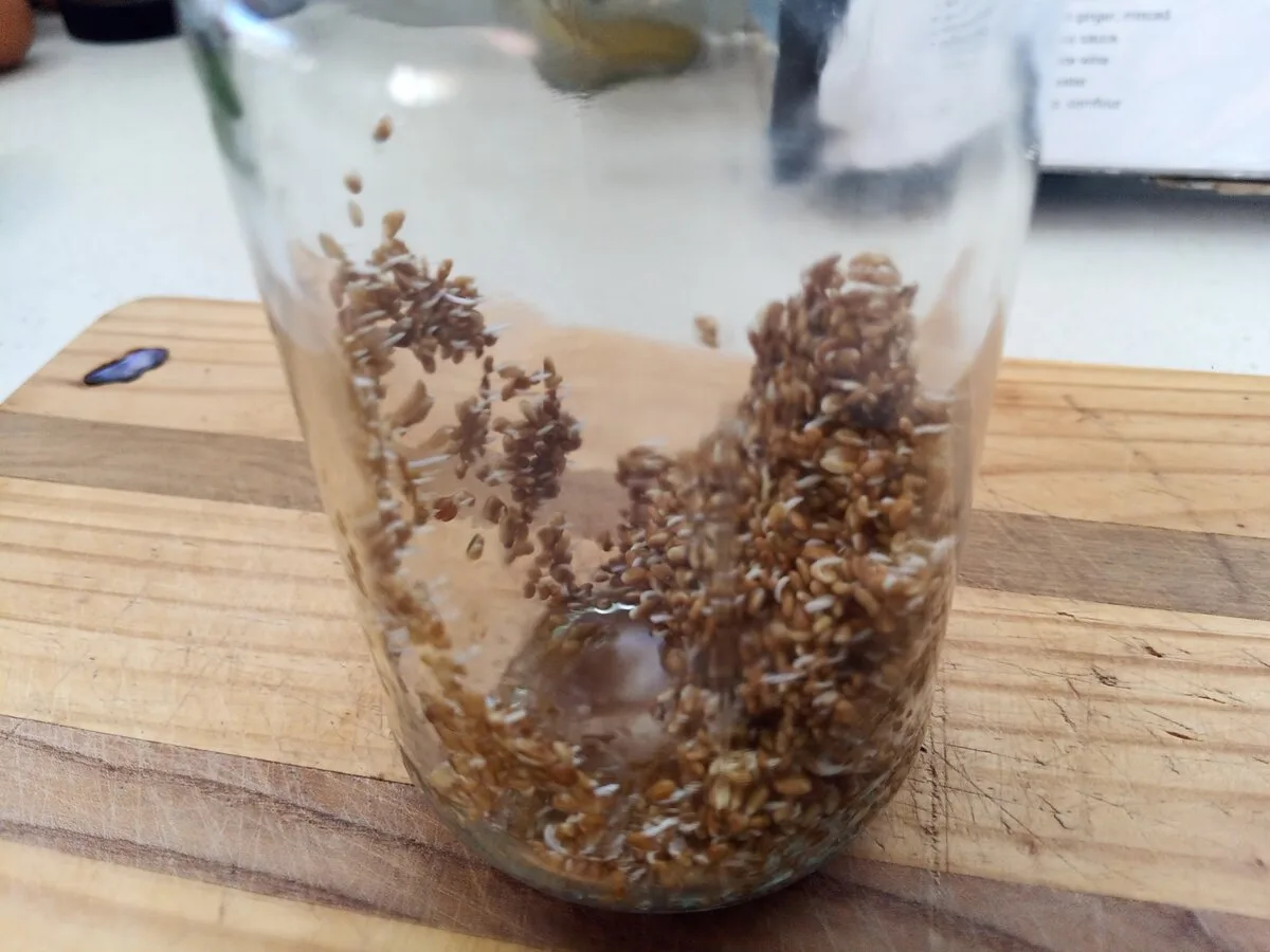 How to grow sprouts at home: alfalfa seeds in a jar showing the first white sprout tails a few days in