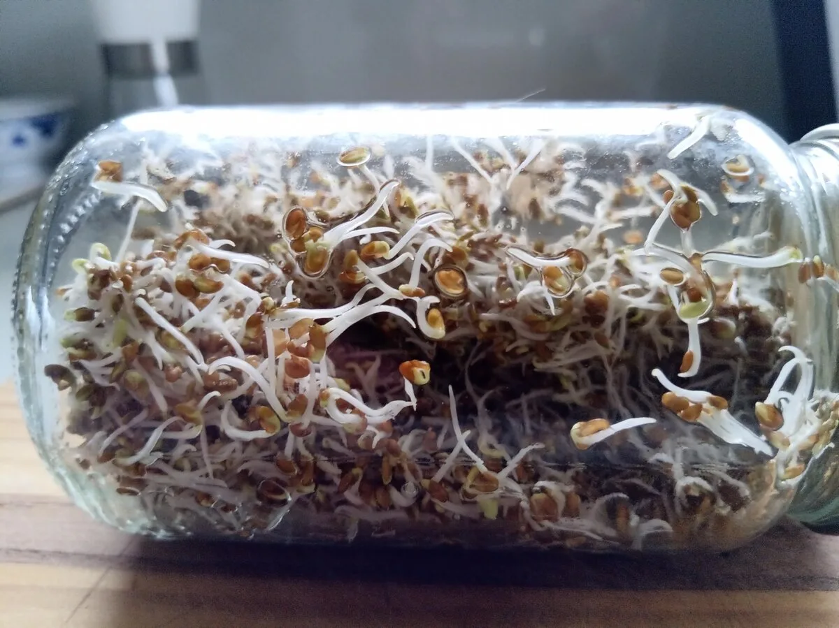 How to grow sprouts at home: a jar full of finished alfalfa sprouts, ready to rinse and eat