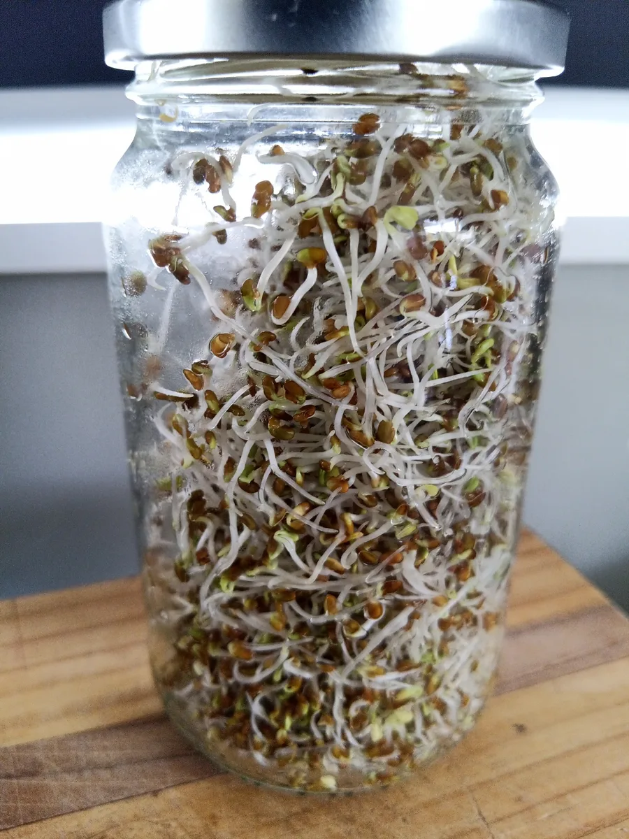 How to grow sprouts at home: the same sprouts a day later, with longer tails and more green tips