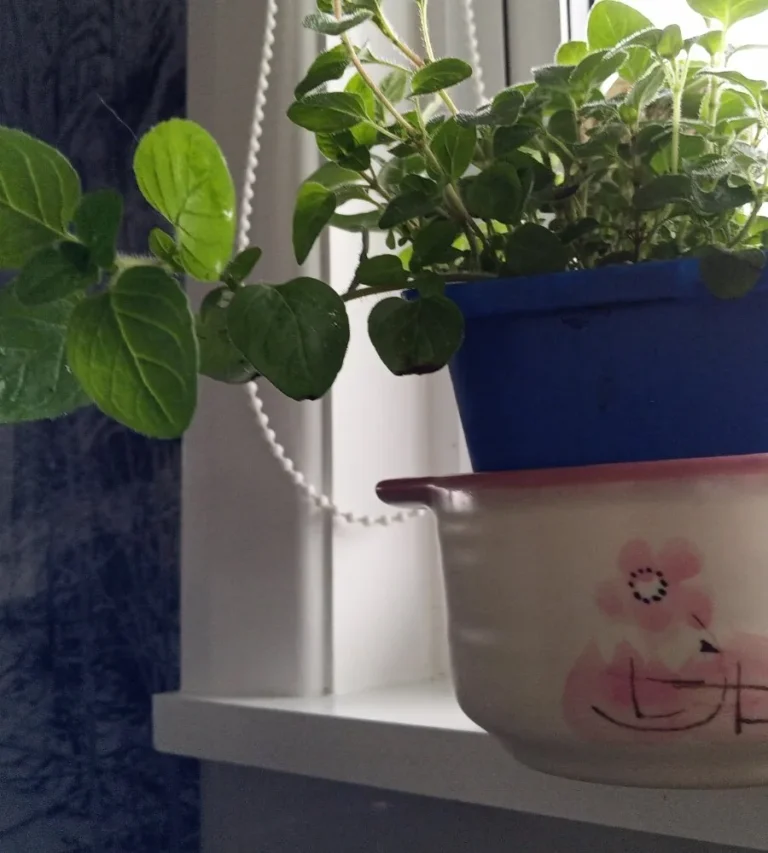 Container gardening idea: a houseplant in its plain nursery pot set inside a decorative painted bowl on a windowsill