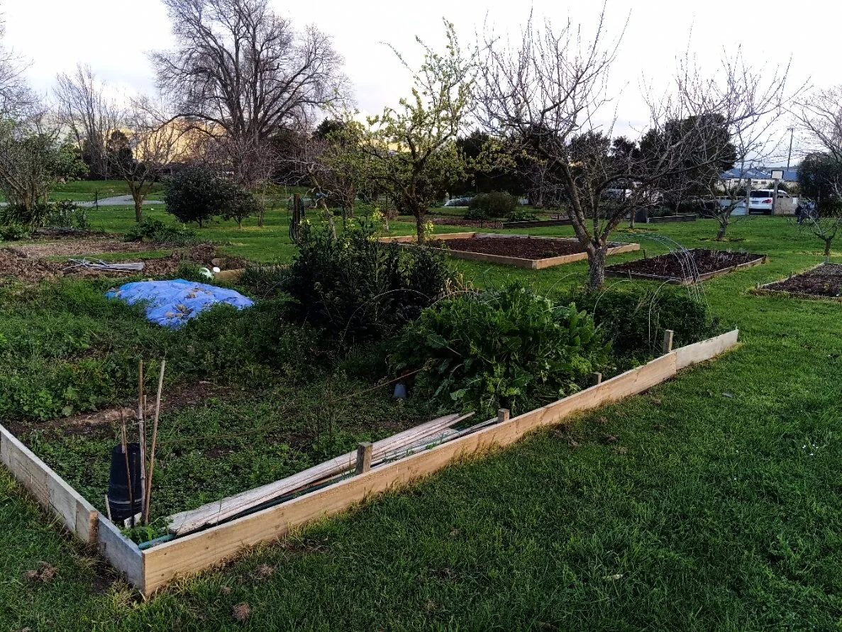 Community garden plots: a weedy, part-neglected plot next to well-tended raised beds