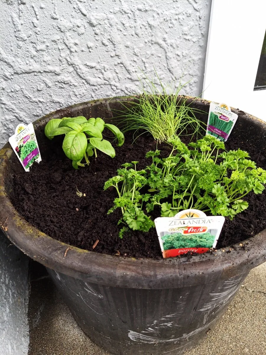 Companion planting herbs in pots: basil, parsley and chives in a large dark pot