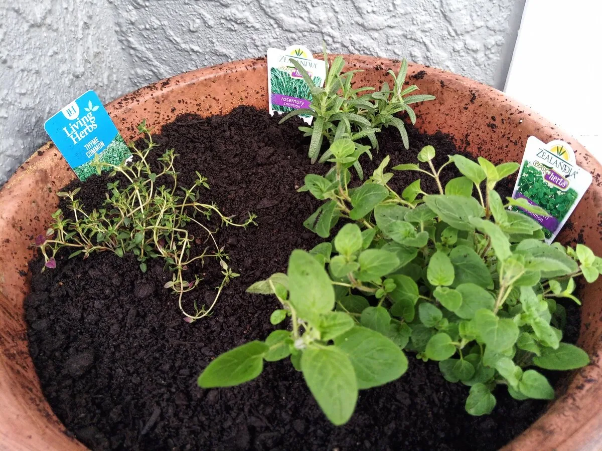 Companion planting herbs in pots: thyme, oregano and rosemary in a terracotta pot