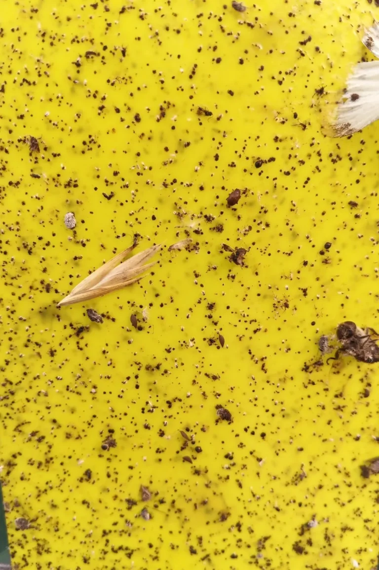 How to get rid of fungus gnats: a yellow sticky trap lifted from a plant pot, covered in small dark flies caught over about a week
