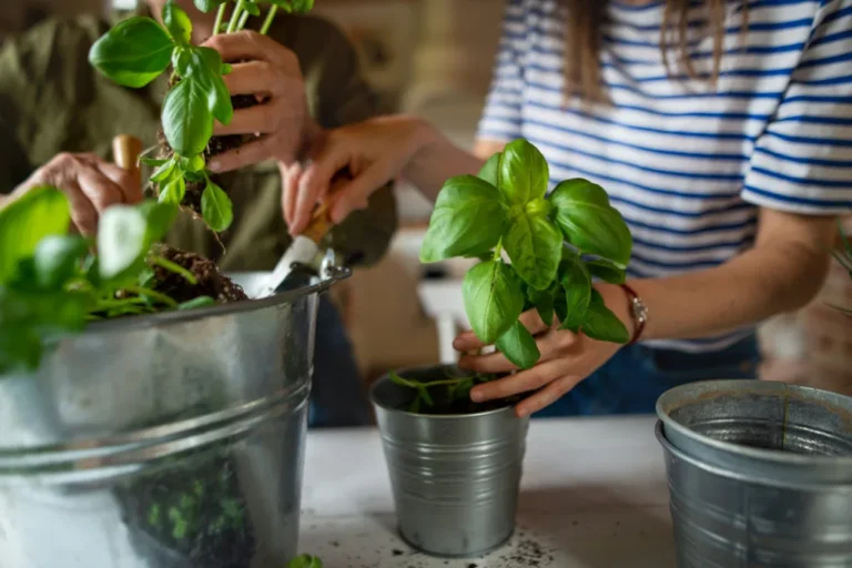 Growing food in low light: hands potting basil plants into small metal buckets