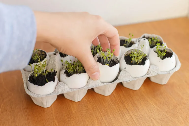 How to compost in an apartment: hands placing seedlings growing in eggshell halves set in an egg carton