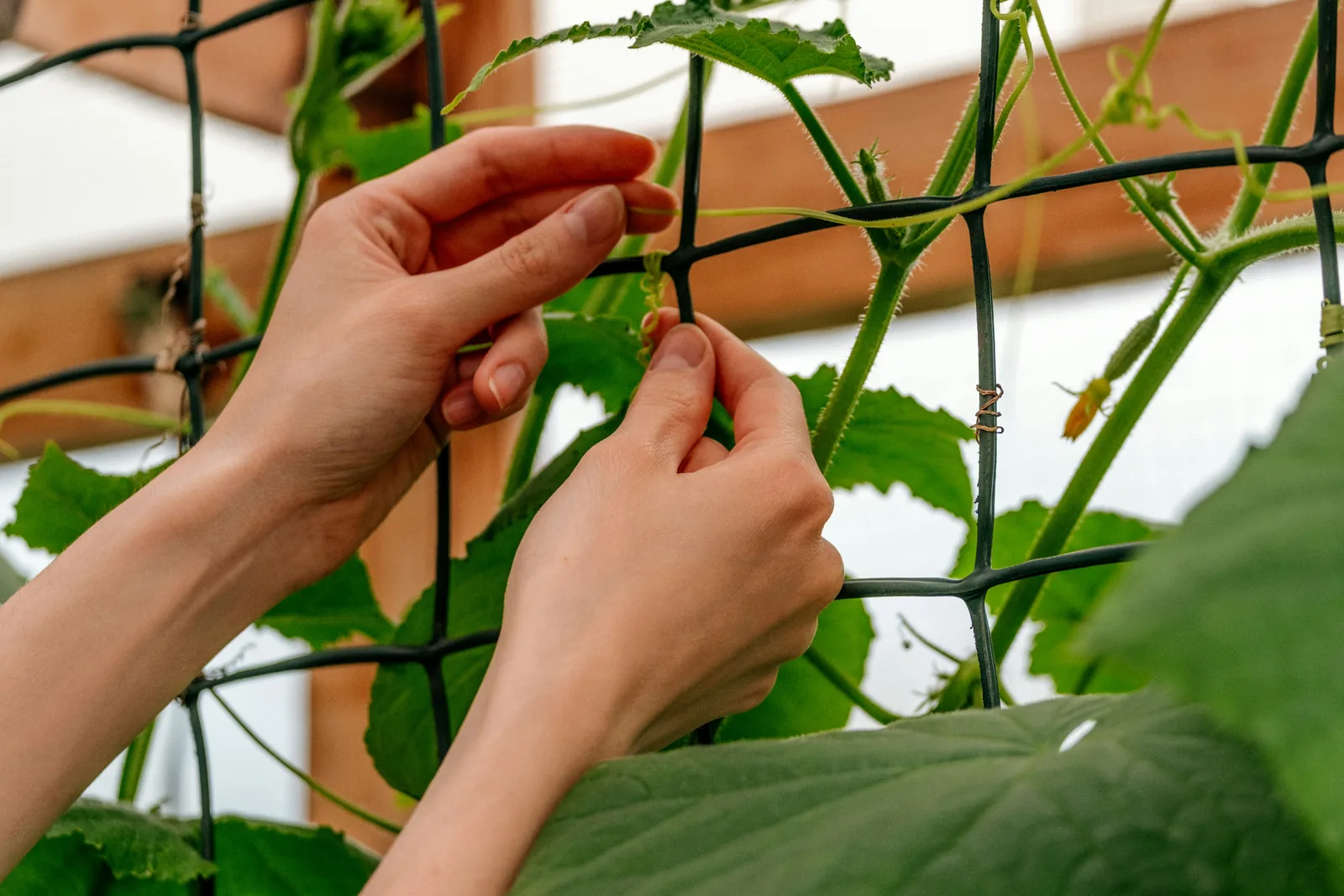 Growing cucumbers in containers: hands guiding a cucumber tendril onto a black mesh trellis